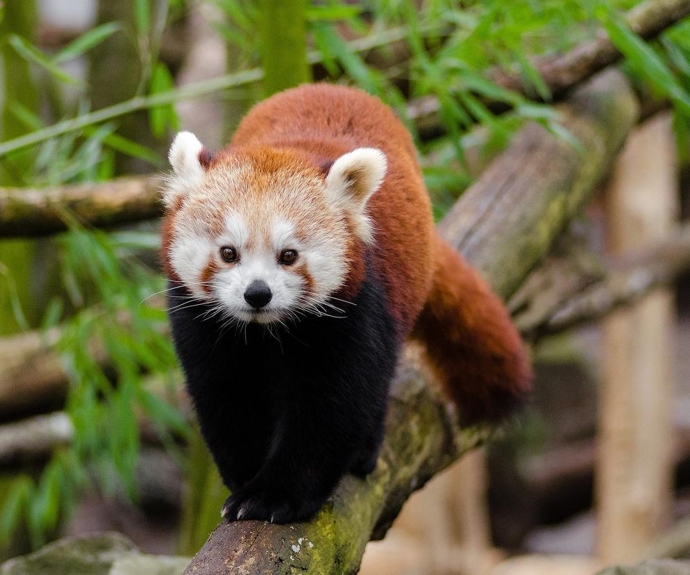 Panda mała urodziła w krakowskim zoo. Ogród ogłosił konkurs na imię dla zwierzaka