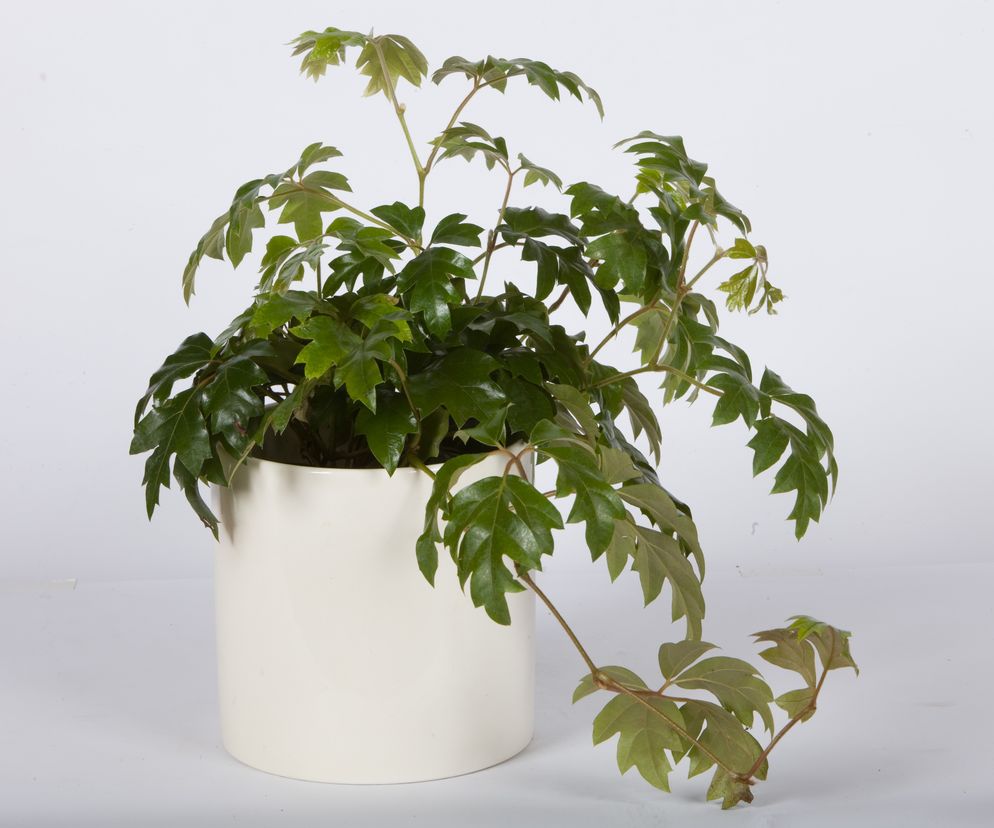 Cissus rombolistny