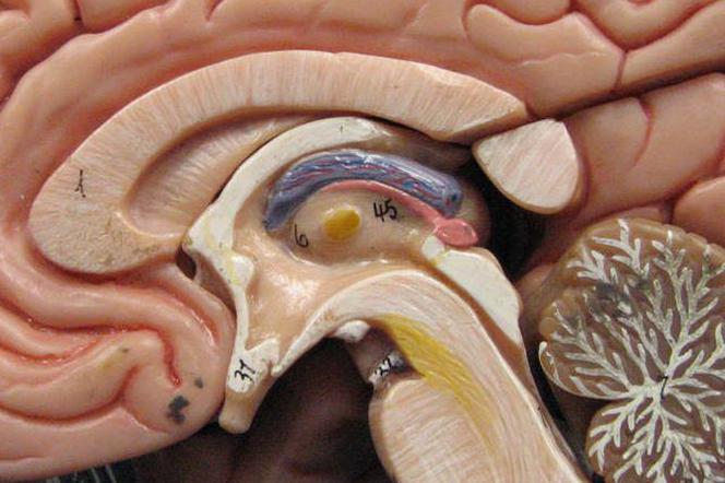 Czy na Podhale wróci neurochirurgia?