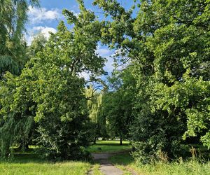 Park Centralny przed wielką zmianą! Zobacz, gdzie powstanie kąpielisko