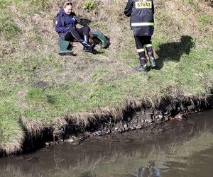 Nutrie w Rybniku są już odławiane