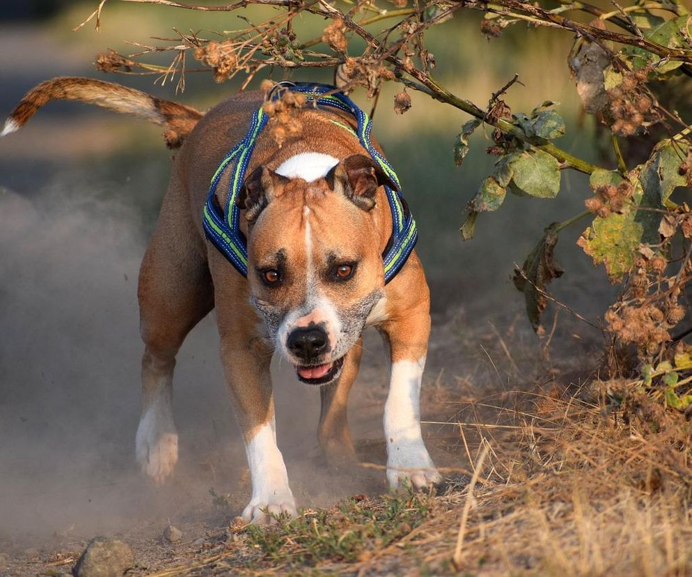 Dramat w centrum Poznania. Duży pies zagryzł małego pod Starym Browarem!