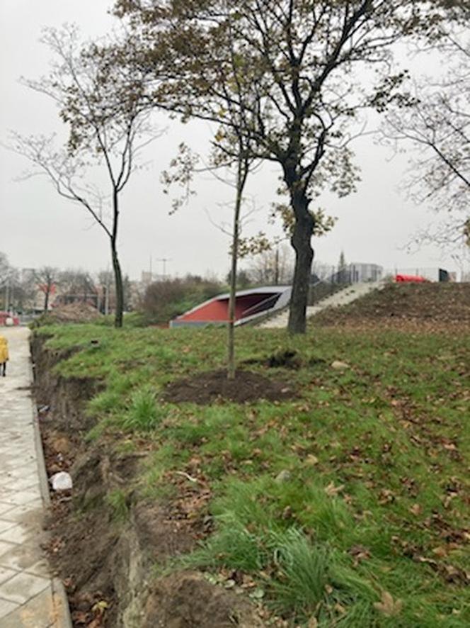 W Toruniu pojawiły się nowe drzewa i krzewy. Nasadzenia w rejonie placu Rapackiego