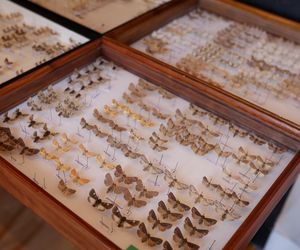 I Międzynarodowy Dzień Wymiany Owadów i Targi Entomologiczne w Bytomiu