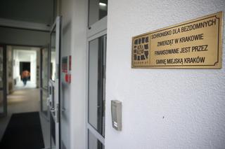W Krakowie powstał pawilon dla bezdomnych kotów