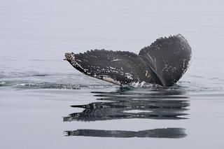 To przełom w komunikacji ze zwierzętami. Udało się porozmawiać z wielorybem!