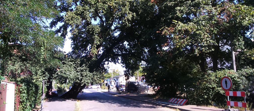 Co dalej z symbolem ul. Wiązowej w Toruniu?