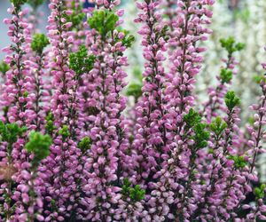 Co to są wrzosy pączkowe? 