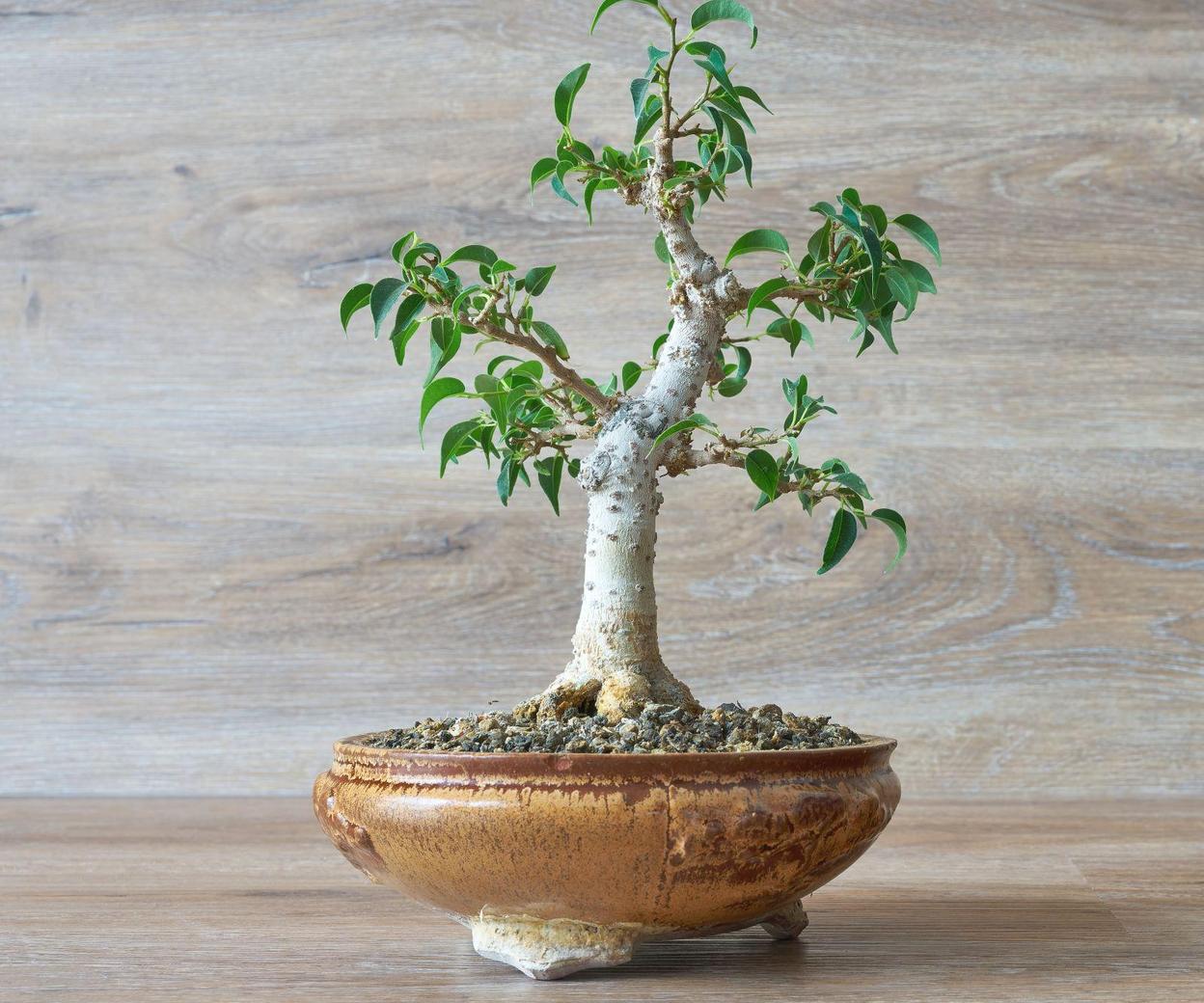 ficus bonsai dünger Bonsai Dünger von Flora Boost main image 0