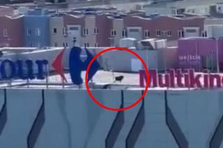 Łoś spacerował po dachu centrum handlowego w Elblągu. Jak się tam znalazł?! [ZDJĘCIA]