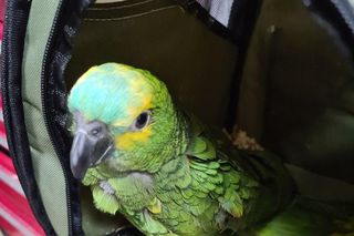 Pijawki, papuga i żółw. CITES-owe ujawnienia w 2024 roku przez funkcjonariuszy z lubelskiego oddziału KAS