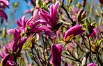 Magnolia 'Susan'