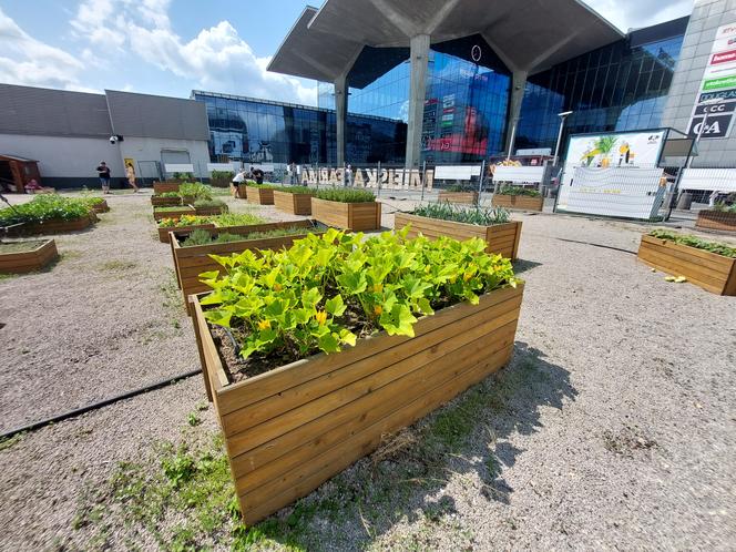 Miejska farma Galerii Katowickiej. Można się załapać na darmowe warzywa i owoce