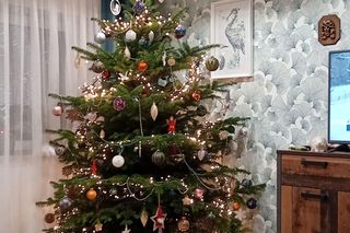 Choinki naszych Czytelników. Taki klimat tylko w woj. lubelskim!