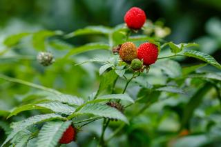 Malinotruskawka - malina ponętna - ciekawa roślina owocowa. Jak uprawiać malinotruskawkę w ogrodzie?