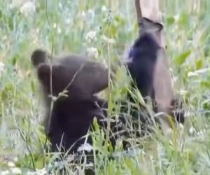 Mały niedźwiadek zauważył fotopułapkę i ruszył do ataku! Nagranie będzie hitem internetu?