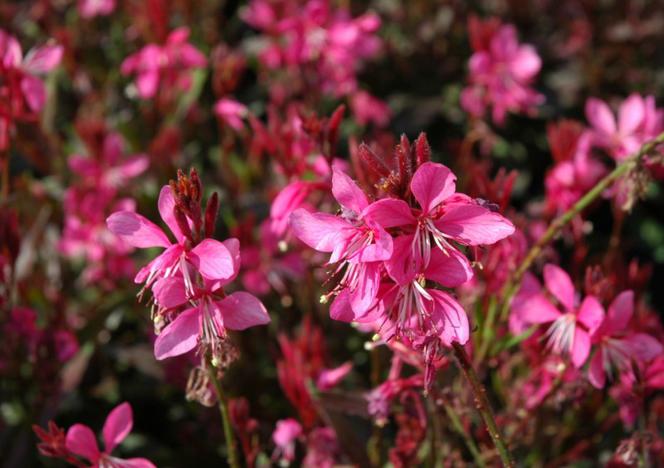 Gaura