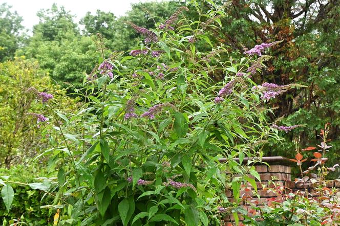 Budleja Dawida (Buddleja davidii) 