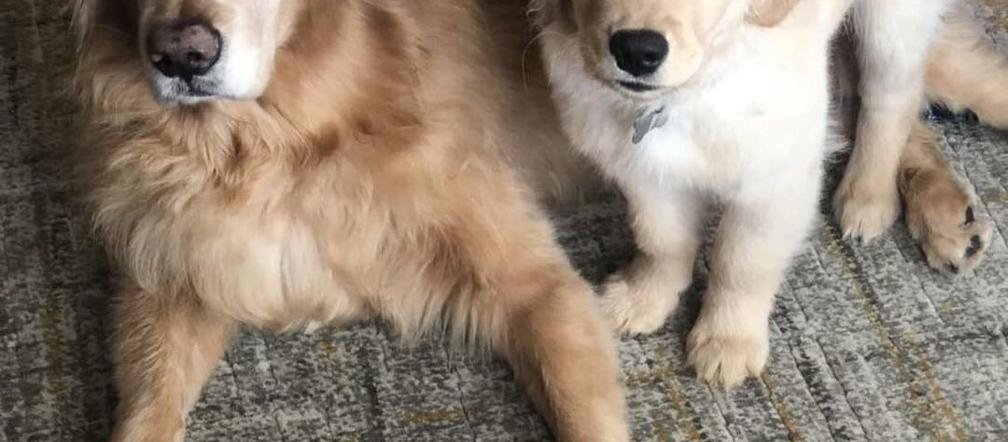 Pies ma psa przewodnika