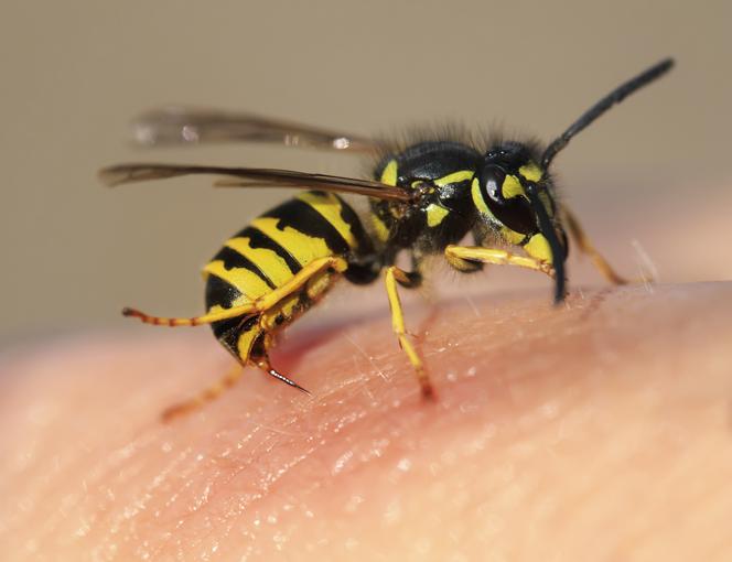 UŻĄDLENIE przez pszczołę lub osę - jak udzielić pierwszej pomocy?