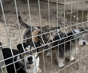 Bezdomne psy i koty czekają na pomoc. Projekt Karmimy Psiaki rusza z akcją #CharytatywnaChoinka