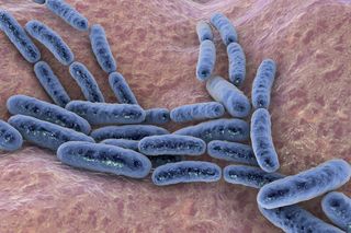 Lactobacillus - działanie, zastosowanie, dawkowanie