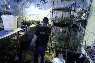 Nietypowe odkrycie policjantów z Bydgoszczy. Znaleźli plantację marihuany ukrytą za szafami! [ZDJĘCIA]