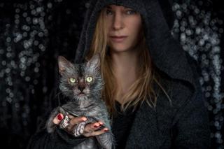 Rasowe koty zawładną Halą Orbita. Koniecznie musisz zobaczyć te kocie piękności