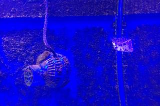 Tę atrakcję w bydgoskim zoo w Myślęcinku łatwo przegapić