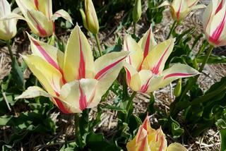 Tulipany liliokształtne