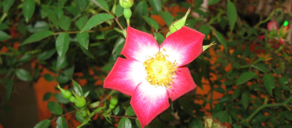 Róża 'Horcoexist' (STAR PROFUSION)