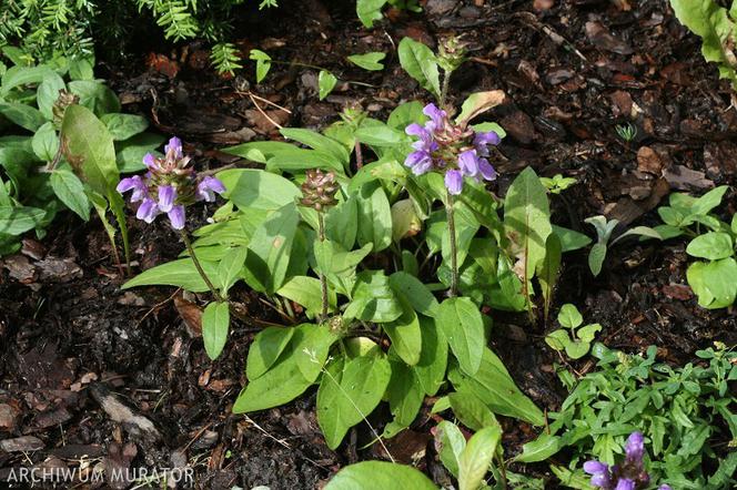 Głowienka wielkokwiatowa - Prunella grandiflora