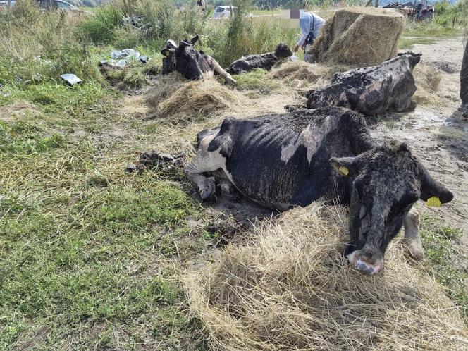 Koszmar zwierząt na Mazurach. Krowy tarzały się w błocie, wiele z nich umierało w męczarniach