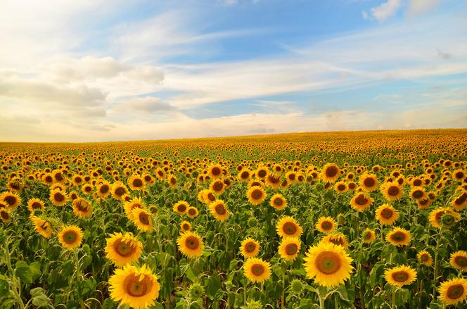 shutterstock_133670918