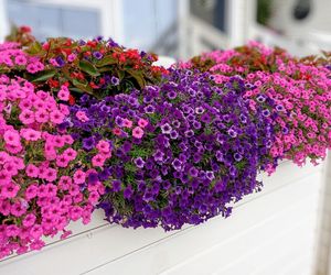 Zwisające kwiaty na balkon