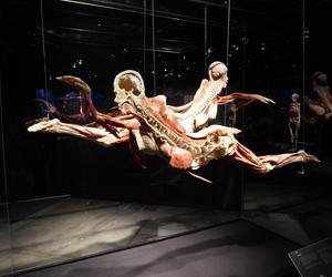 Wystawa z ludzkiego ciała. Body Worlds powróciła do Gdańska po 5 latach 