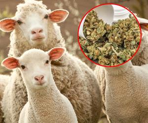 Owce zjadły 300 kg marihuany! Skakały wyżej niż kozy. Ta historia zszokowała niejedną osobę!