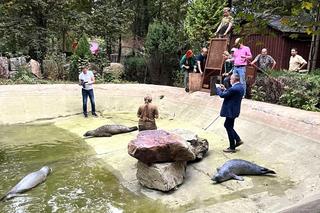 Foki pospolite w płockim zoo