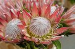 Protea