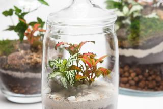 Ogródek w szklanym naczyniu