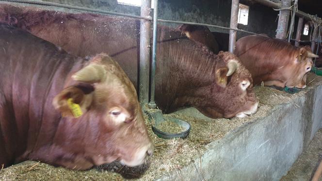 Powiat łosicki: 7 agresywnych byków nadal na wolności. Dron w akcji 