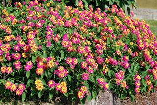 lantana