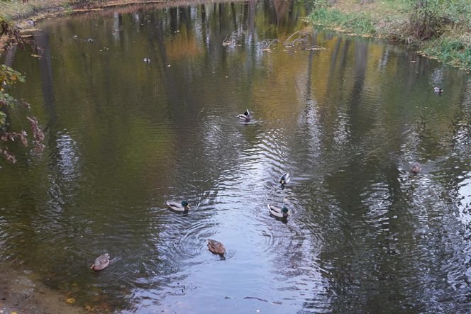 Park Lubomirskich w Białymstoku jesienią 