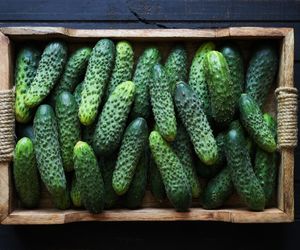 Jakie ogórki wybrać do kiszenia? Polecamy odmiany ogórków do kwaszenia