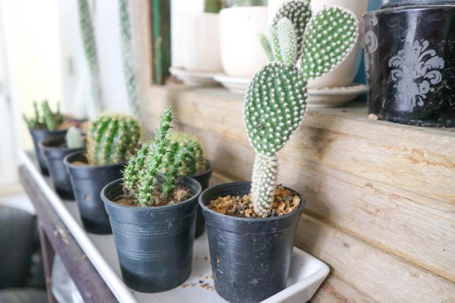 Kaktusy: kłujące piękno