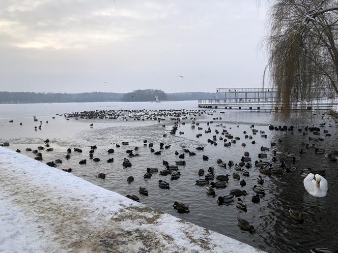 Ptactwo wodne zimuje na jeziorze Trzesiecko w Szczecinku