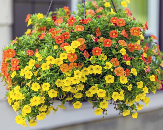 Calibrachoa, Million Bells. Zdjęcia