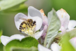 Pszczoły w ogrodzie: produkty, które zawdzięczamy pszczołowatym