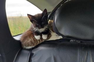 Wielkie serca policjantów! Uratowali 8 malutkich kotków