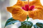 Hibiskus, róża chińska, ketmia